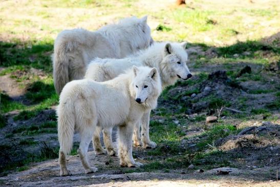 Tundrawolf Ayla, Khan und Scott Wildpark Alte Fasanerie Klein Auheim 2014