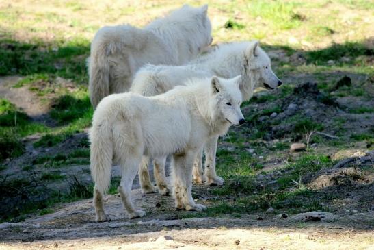 Tundrawolf Ayla, Khan und Scott Wildpark Alte Fasanerie Klein Auheim 2014