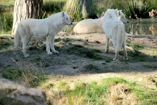 Tundrawolf Ayla, Khan und Scott Wildpark Alte Fasanerie Klein Auheim 2014