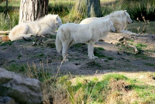 Tundrawolf Ayla, Khan und Scott Wildpark Alte Fasanerie Klein Auheim 2014