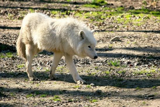 Tundrawolf Ayla, Khan und Scott Wildpark Alte Fasanerie Klein Auheim 2014