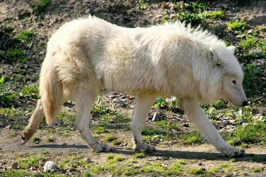 Tundrawolf Ayla, Khan und Scott Wildpark Alte Fasanerie Klein Auheim 2014