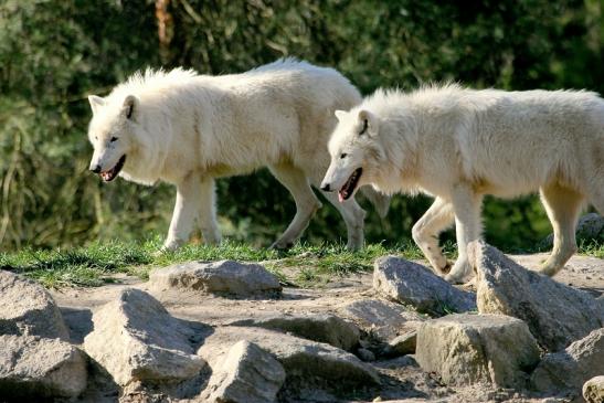 Tundrawolf Ayla, Khan und Scott Wildpark Alte Fasanerie Klein Auheim 2014