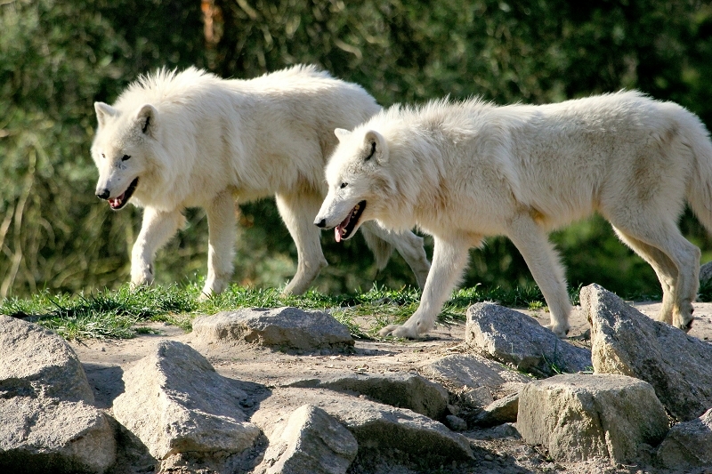 Tundrawolf Ayla, Khan und Scott Wildpark Alte Fasanerie Klein Auheim 2014