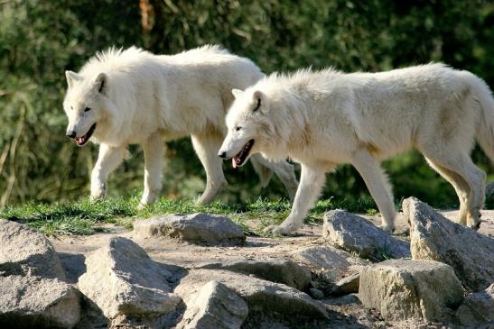 Tundrawolf Ayla, Khan und Scott Wildpark Alte Fasanerie Klein Auheim 2014