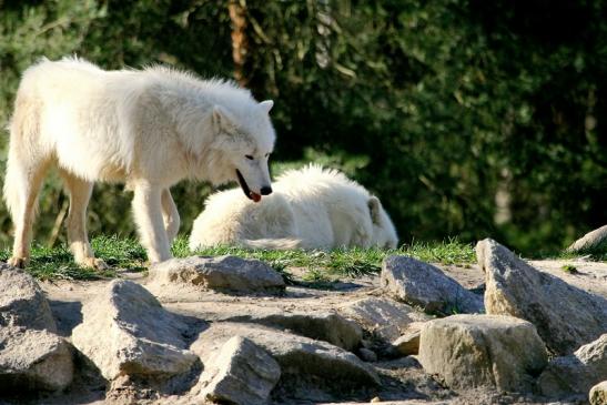 Tundrawolf Ayla, Khan und Scott Wildpark Alte Fasanerie Klein Auheim 2014