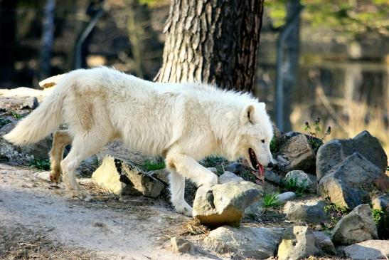 Tundrawolf Ayla, Khan und Scott Wildpark Alte Fasanerie Klein Auheim 2014