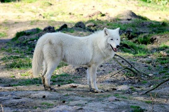 Tundrawolf Ayla, Khan und Scott Wildpark Alte Fasanerie Klein Auheim 2014