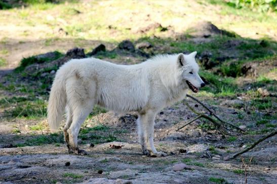 Tundrawolf Ayla, Khan und Scott Wildpark Alte Fasanerie Klein Auheim 2014