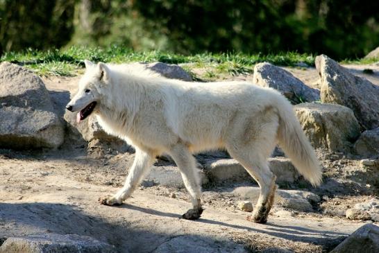 Tundrawolf Ayla, Khan und Scott Wildpark Alte Fasanerie Klein Auheim 2014