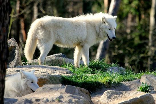 Tundrawolf Ayla, Khan und Scott Wildpark Alte Fasanerie Klein Auheim 2014