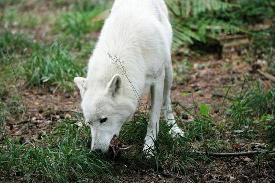 Tundrawolf Ayla, Khan und Scott Wildpark Alte Fasanerie Klein Auheim 2014