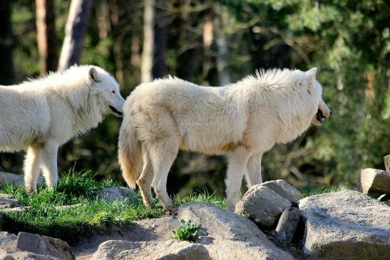 Tundrawolf Ayla, Khan und Scott Wildpark Alte Fasanerie Klein Auheim 2014