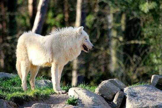 Tundrawolf Ayla, Khan und Scott Wildpark Alte Fasanerie Klein Auheim 2014