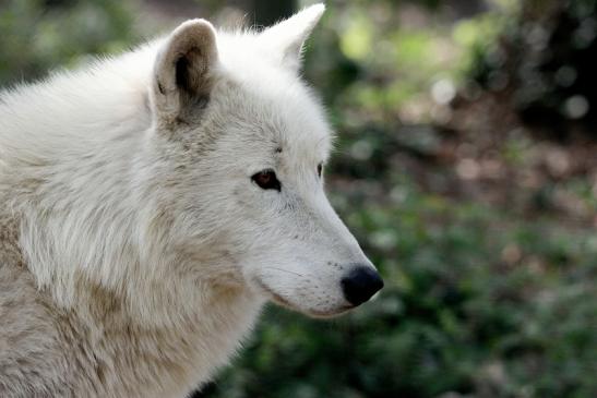 Tundrawolf Ayla, Khan und Scott Wildpark Alte Fasanerie Klein Auheim 2014