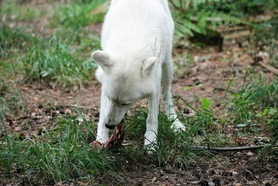 Tundrawolf Ayla, Khan und Scott Wildpark Alte Fasanerie Klein Auheim 2014