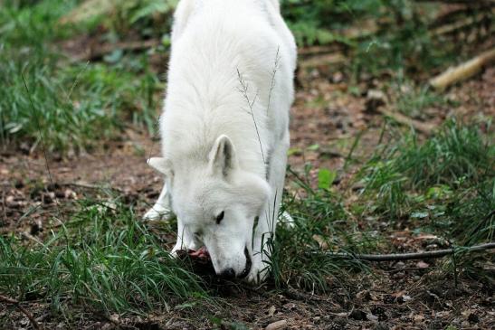 Tundrawolf Ayla, Khan und Scott Wildpark Alte Fasanerie Klein Auheim 2014