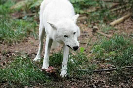 Tundrawolf Ayla, Khan und Scott Wildpark Alte Fasanerie Klein Auheim 2014