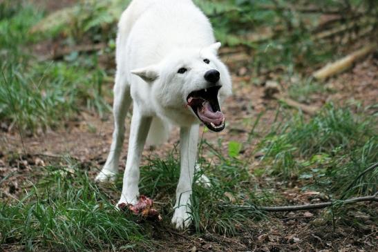 Tundrawolf Ayla, Khan und Scott Wildpark Alte Fasanerie Klein Auheim 2014