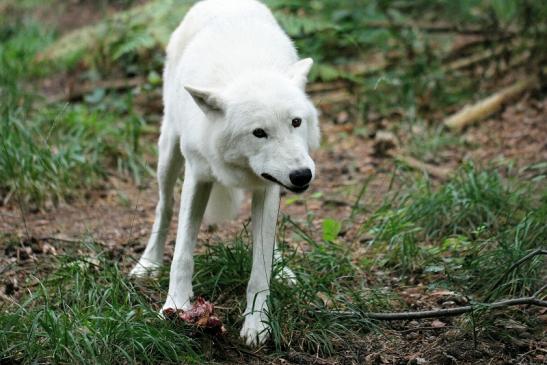 Tundrawolf Ayla, Khan und Scott Wildpark Alte Fasanerie Klein Auheim 2014