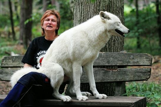 Tundrawolf Ayla, Khan und Scott Wildpark Alte Fasanerie Klein Auheim 2014