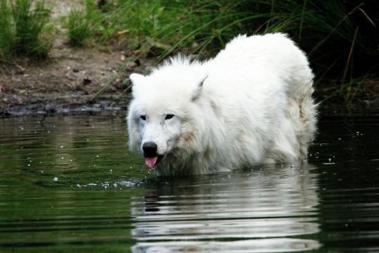 Tundrawolf Ayla, Khan und Scott Wildpark Alte Fasanerie Klein Auheim 2015