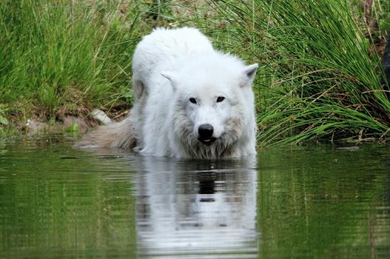 Tundrawolf Ayla, Khan und Scott Wildpark Alte Fasanerie Klein Auheim 2015