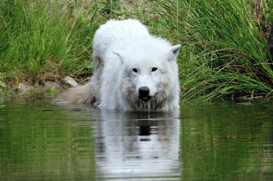 Tundrawolf Ayla, Khan und Scott Wildpark Alte Fasanerie Klein Auheim 2015