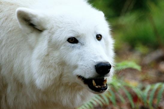 Tundrawolf Ayla, Khan und Scott Wildpark Alte Fasanerie Klein Auheim 2015