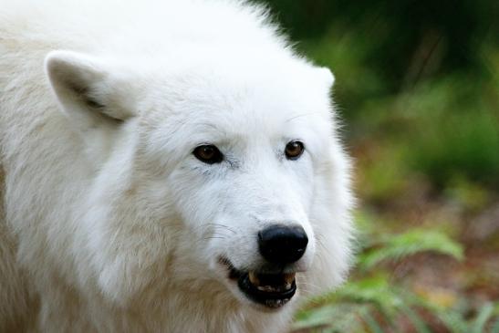 Tundrawolf Ayla, Khan und Scott Wildpark Alte Fasanerie Klein Auheim 2015