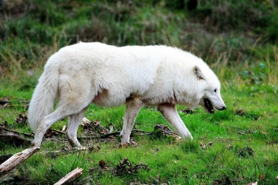 Tundrawolf Ayla, Khan und Scott Wildpark Alte Fasanerie Klein Auheim 2015