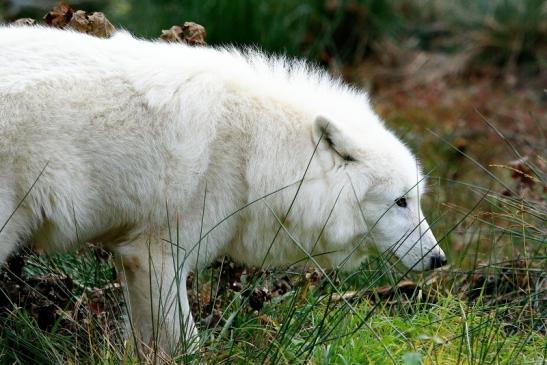 Tundrawolf Ayla, Khan und Scott Wildpark Alte Fasanerie Klein Auheim 2015