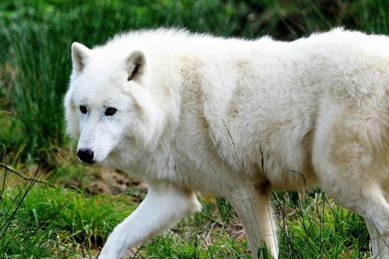 Tundrawolf Ayla, Khan und Scott Wildpark Alte Fasanerie Klein Auheim 2015