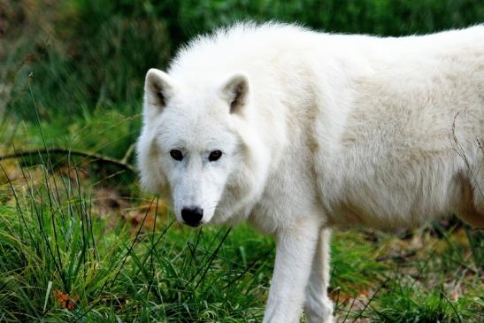 Tundrawolf Ayla, Khan und Scott Wildpark Alte Fasanerie Klein Auheim 2015