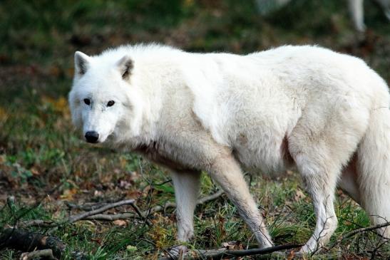 Tundrawolf Ayla, Khan und Scott Wildpark Alte Fasanerie Klein Auheim 2015