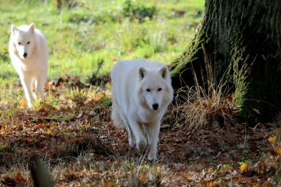 Tundrawolf Ayla, Khan und Scott Wildpark Alte Fasanerie Klein Auheim 2015