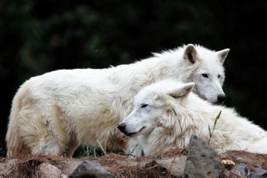 Tundrawolf Ayla, Khan und Scott Wildpark Alte Fasanerie Klein Auheim 2015