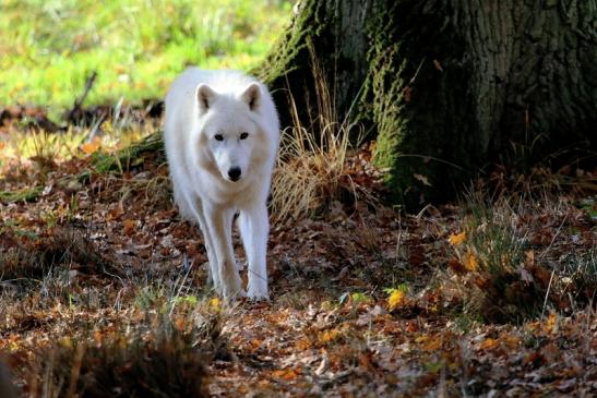 Tundrawolf Ayla, Khan und Scott Wildpark Alte Fasanerie Klein Auheim 2015