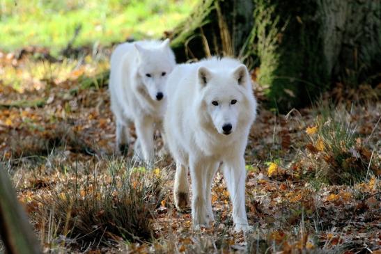 Tundrawolf Ayla, Khan und Scott Wildpark Alte Fasanerie Klein Auheim 2015