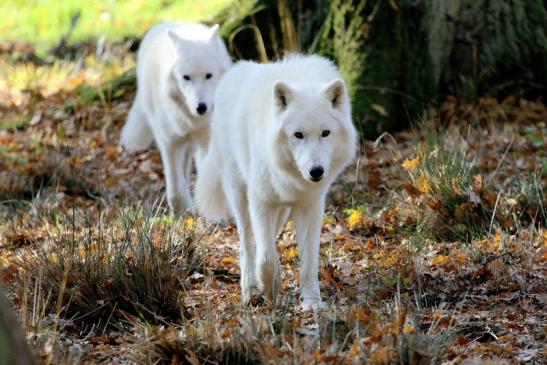 Tundrawolf Ayla, Khan und Scott Wildpark Alte Fasanerie Klein Auheim 2015