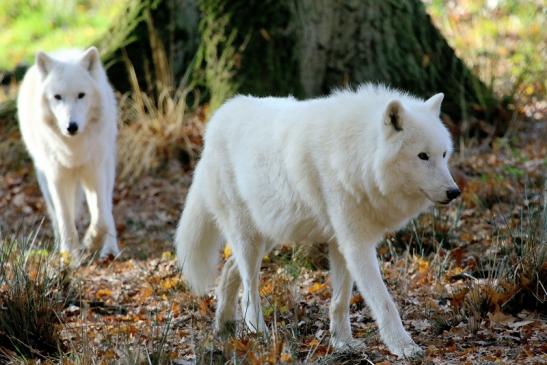 Tundrawolf Ayla, Khan und Scott Wildpark Alte Fasanerie Klein Auheim 2015