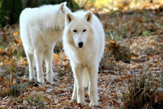 Tundrawolf Ayla, Khan und Scott Wildpark Alte Fasanerie Klein Auheim 2015