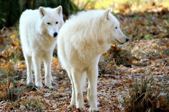 Tundrawolf Ayla, Khan und Scott Wildpark Alte Fasanerie Klein Auheim 2015