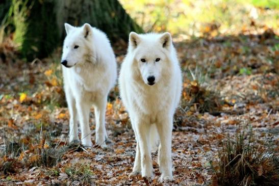 Tundrawolf Ayla, Khan und Scott Wildpark Alte Fasanerie Klein Auheim 2015