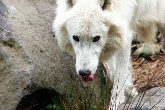 Tundrawolf Ayla, Khan und Scott Wildpark Alte Fasanerie Klein Auheim 2015