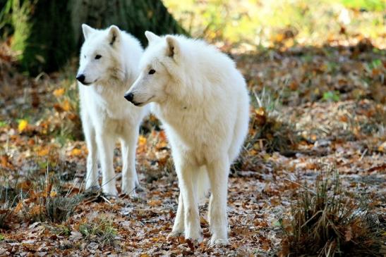 Tundrawolf Ayla, Khan und Scott Wildpark Alte Fasanerie Klein Auheim 2015