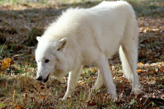 Tundrawolf Ayla, Khan und Scott Wildpark Alte Fasanerie Klein Auheim 2015