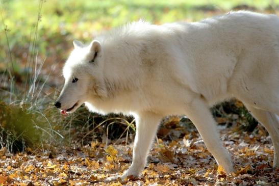 Tundrawolf Ayla, Khan und Scott Wildpark Alte Fasanerie Klein Auheim 2015