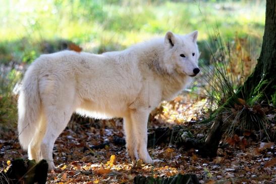 Tundrawolf Ayla, Khan und Scott Wildpark Alte Fasanerie Klein Auheim 2015