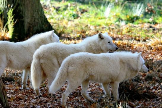 Tundrawolf Ayla, Khan und Scott Wildpark Alte Fasanerie Klein Auheim 2015